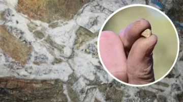 تقنية متطورة.. كشف مواقع الذهب المدفون تحت الأرض بفعالية عالية